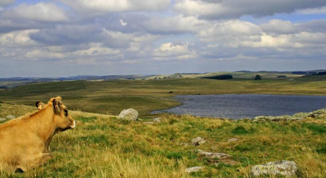 Lozere Aubrac Margeride Promo Apartman Saint-Alban-sur-Limagnole Kültér fotó