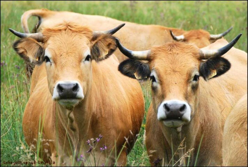 Lozere Aubrac Margeride Promo Apartman Saint-Alban-sur-Limagnole Kültér fotó